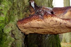 Image result for Phellinus pini