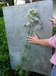 We did not find results for: Tall Plant With Clusters Of Small White Flowers Blooms June In M
