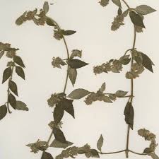 Image result for Manostachya