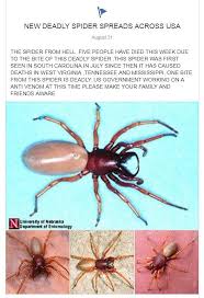 Camel crickets, sometimes called cave crickets, spider crickets, or sprickets, are among the most common cricket species found inside the home. Grace The Story Of A Killer Spider Went Viral But It Was Fake News Says Unl Bug Expert Latest Headlines Omaha Com
