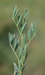 Image result for Indigofera hilaris