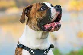 In fact, some are known to jump six feet or more. American Bulldog Dog Breed Information Characteristics Daily Paws