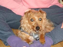 12,918 likes · 272 talking about this · 866 were here. Tsv Second Chance Dogs E V Startseite Facebook