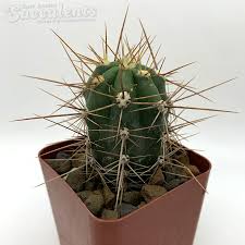 Image result for Trichostachys