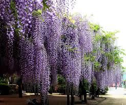Image result for Wisteria sinensis