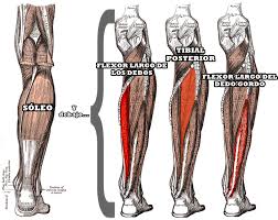 Image result for periostitis