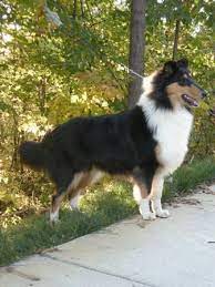 7 Months Rough Collie Collie Collie Breeds
