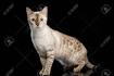 Bengal Kittens For Sale by Reputable Breeders | Pets4You
