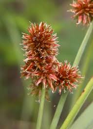 Image result for Cyperus luteus