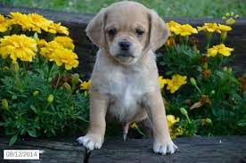 Jesse Puggle Puppy For Sale In Greensfork In Puggle Puppies For Sale Puggle Puppies Puppies For Sale