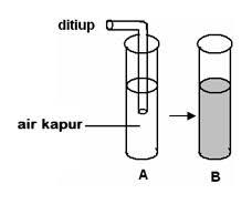 Ekskresi merupakan proses pengeluaran zat sisa metabolisme tubuh, seperti co2, h2o, nh3, zat warna empedu dan asam urat. Sistem Ekskresi Other Quiz Quizizz