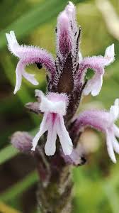 Image result for Striga bilabiata