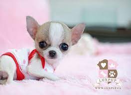 Teacup Chihuahua1 Cute Animals Cute Dogs Cute Baby Animals