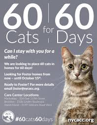It also provides wonderful opportunities for new york cat lovers to enjoy the variety and flexibility of fostering. For International Cat Day Animal Care Centers Of Nyc Is Asking New Yorkers To Place 60 Cats In Homes For 60 Days Nyc