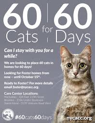 Maybe you would like to learn more about one of these? For International Cat Day Animal Care Centers Of Nyc Is Asking New Yorkers To Place 60 Cats In Homes For 60 Days Nyc