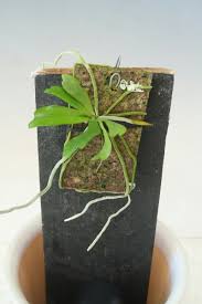 Image result for Aerangis splendida