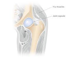 The hip has different layers to it, with the deepest layer being the bones that comprise it. Walk Away From Hip Pain Pyramid Clinic