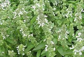Image result for Ocimum urundense