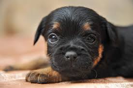 Image result for jagdteriér