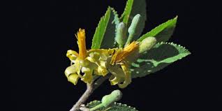 Image result for Grewia flavescens