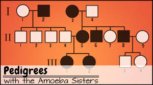 Pedigreea is a visual chart that depicts a family history or the transmission of a specific trait. Pedigrees Genetic Disorders Middle School Science Blog