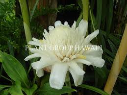 Image result for Laggera elatior