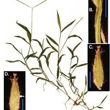 Image result for Digitaria velutina