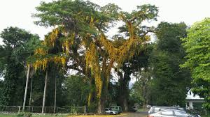 Image result for Dolichandra unguis-cati