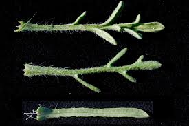 Image result for Nidorella vernonioides