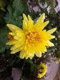 The magic of this flower represents one is aspiring. Language Of Flowers Wikipedia