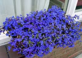 какие цветы посадить на клумбе чтобы цвели все лето фото Kakie Nizkoroslye Cvety Posadit V Klumbu Chtoby Cveli Vse Leto Klumby Cvety Vo Dvore Vyrashivanie Cvetov