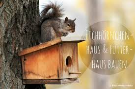 In unserem eichhörnchen haus haben wir vom keller bis unters dach fünf geschosse mit. Eichhornchenhaus Futterhaus Bauen Und Richtig Aufhangen Anleitung