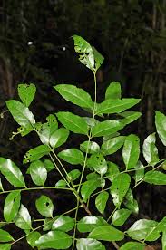 Image result for Clausena