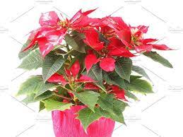 Poinsettia Poinsettia Nature Photos Christmas Star
