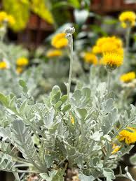 Image result for Centaurea ragusina