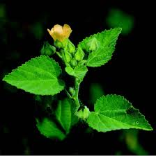 Image result for Sida cordifolia