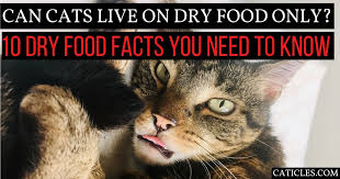 Lymphoma is the most common stomach cancer, but other types such as gastric. Can Cats Live On Dry Food Only 10 Reasons Kibble Is Bad Caticles
