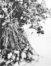 Image result for Eriosema rhynchosioides