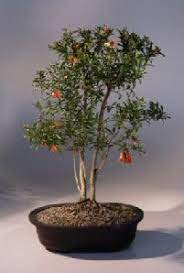 Pomegranate bonsai tree 8 years old ___l7.5, w5.5, h11 ( 1.5 inches trunk) ___. Flowering Dwarf Pomegranate Bonsai Tree Punica Granatum