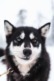 Black White And Brown Husky Black Husky Blue And Brown Eyes Husky Sledding Outdoor Adventure Photography Dog Portrait Black Husky Siberian Husky Puppies Siberian Husky