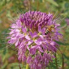 Image result for Cleome angustifolia