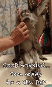 Share the best gifs now >>>. 200 Best Funny Good Morning Texts Wishes Messages For 2021 In 2021 Funny Good Morning Memes Good Morning Gif Good Morning
