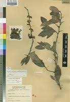 Image result for Gymnosporia buchananii