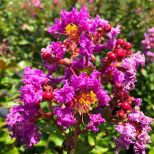 We did not find results for: Twilight Purple Crepe Myrtle Tree Shrub Plant Large Mature Landscape Ready 10 Inch Pot Size Emerald Goddess Gardens
