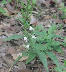 Image result for Hypoestes forskaolii