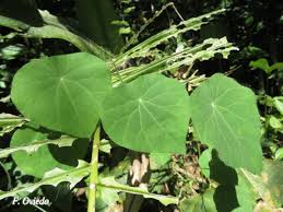 Image result for Cissampelos