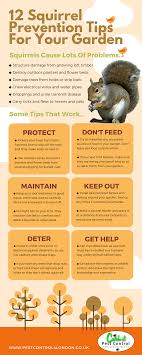 Check spelling or type a new query. Http Www Pestcontrol4london Co Uk Squirrel Pest Control London Squirrels Uk Html This Infographic From Catch It Pes Get Rid Of Squirrels Squirrel Garden Help