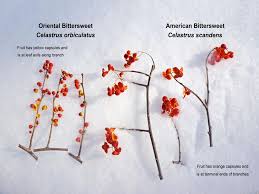It features an abundance of magnificent orange berries in mid fall. Minnesota First Detectors Oriental Bittersweet Celastrus Orbiculatus Ppt Download