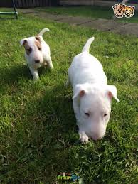 20 to 35 pounds life span: English Bull Terrier Puppies Free Stuff Pets Classifieds Free
