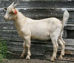 Buck S For Sale Crazycreekranch Goats Goats For Sale Kiko Goats